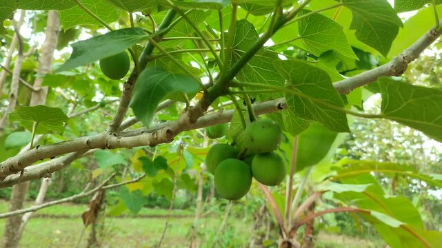 jatropha plant with fruits