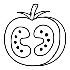 Hand drawn doodle half tomato on white background.