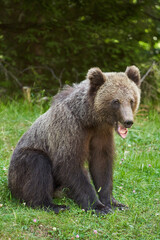 Obraz premium Brown bear on the side of the road