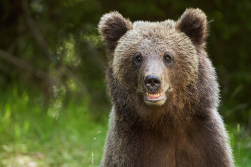 Fototapeta premium Brown bear on the side of the road