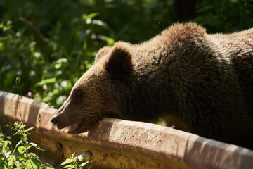 Brown bear on the side of the road
