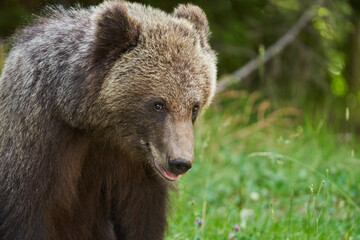 Fototapeta premium Brown bear on the side of the road