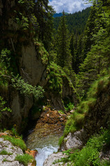 River in the forest