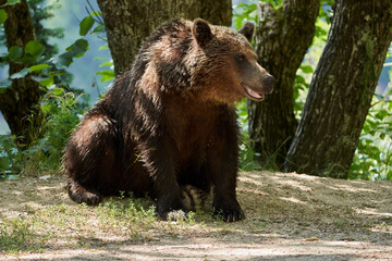 Brown bear on the side of the road