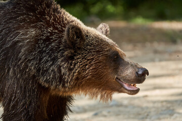 Brown bear on the side of the road