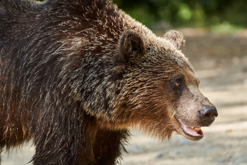 Brown bear on the side of the road