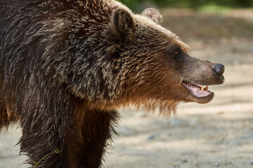 Fototapeta premium Brown bear on the side of the road