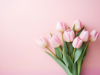 pink tulips on pink background