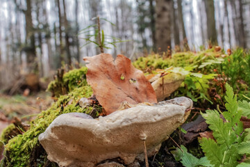  Macro  - Forest - Europe, Romania, Suceava region