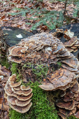  Macro  - Forest - Europe, Romania, Suceava region