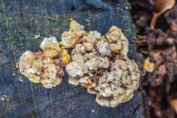  Macro  - Forest - Europe, Romania, Suceava region