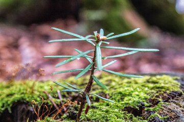  Macro  - Forest - Europe, Romania, Suceava region