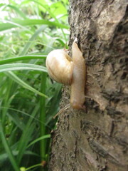 snail on a tree