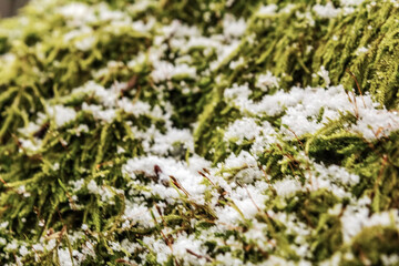  Macro  - Forest - Europe, Romania, Suceava region