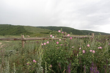 landscape with flowers