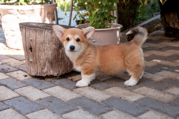 A Welsh corgi puppy on a summer walk
