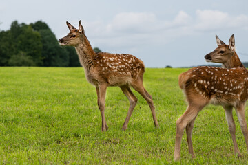 Rotkalb