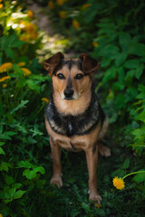 A dog without a breed sits on the grass among dandelions