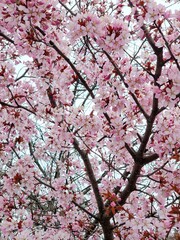 pink cherry blossom