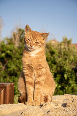 red cat