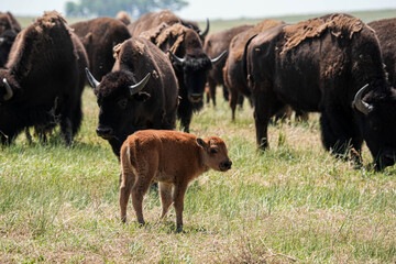 American Bison