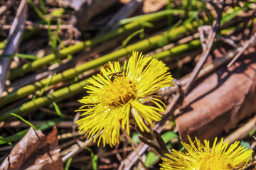 Macro  - Forest - Europe, Romania, Suceava region