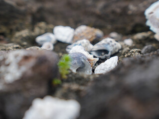 moss on stone and conch