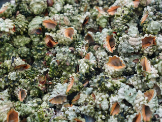 shells on the beach