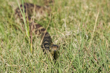 Bull Snake - Colorado