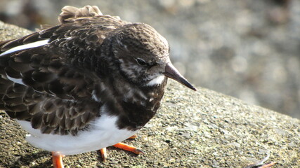 Turnstone (Arenaria interpres)