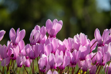 Blooming wild cyclamen in the forest. Autumn in Greece.