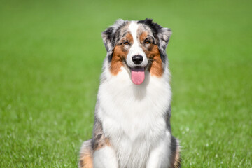 Beautiful Australian Shepherd Aussie on a green background in spring. Portrait of a dog looking at the camera
