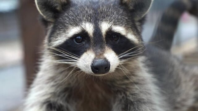 Raccoon. Animal raccoon looking close up. High quality FullHD footage