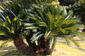 Snow rests on the green fronds of a palm tree, highlighting the contrast between tropical and winter elements. The sunlight enhances the natural beauty of the scene.