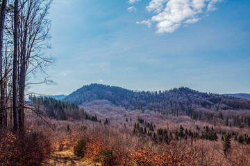 Landscapes -  Forest - Europe, Romania, Suceava region