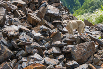 dog in the mountains