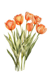 Watercolor Painting of Orange Tulips