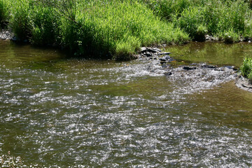 small river in the forest