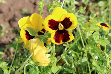 パンジー黄