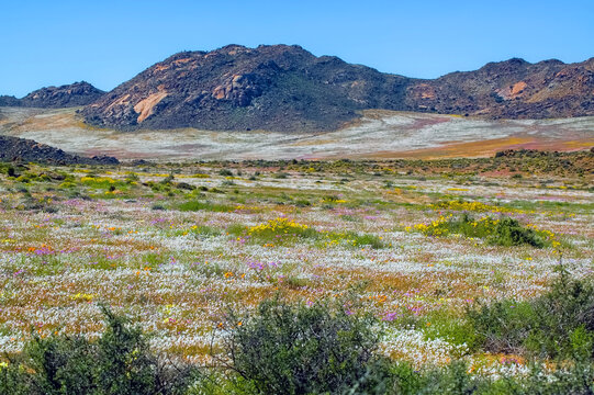 Fields of wild flowers with a mountain backdrop, at Goegap