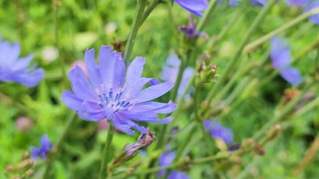 wild flowers close up in summer