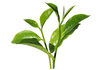 Close up the shoots of fresh green tea leaves isolated transparent background png