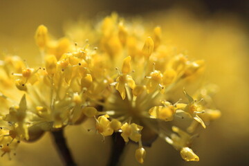 A close-up of blooming yellow flowers captures the intricate details of their petals. This macro photograph highlights the natural beauty and vibrancy of spring.