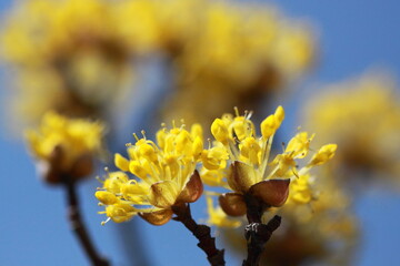 A close-up of yellow flowers in full bloom against a clear blue sky captures the vibrant beauty of nature. This macro photograph showcases the intricate details of the petals.
