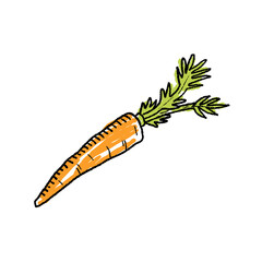 Carrot Isolated hand drawn doodle style vegetable. Transparent PNG.