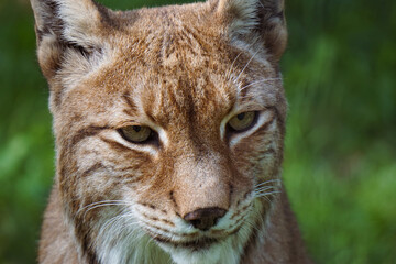 Obraz premium Close-up of the lynx.
