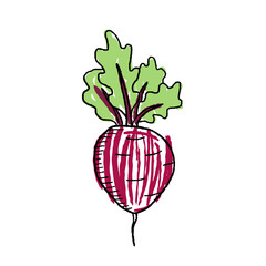 Beetroot Isolated hand drawn doodle style vegetable. Transparent PNG.