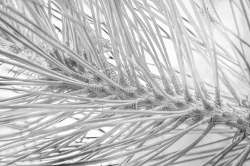 Obraz premium Close view of beautiful pine needles in black and white
