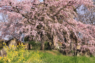 A blooming cherry blossom tree with pink flowers stands majestically in a garden. Yellow flowers and green grass enhance the scenic beauty of this springtime nature setting.