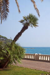 leaning palmtree along the promenade, Celle Ligure, Liguria, Italy